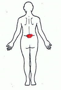 慢性腰痛１